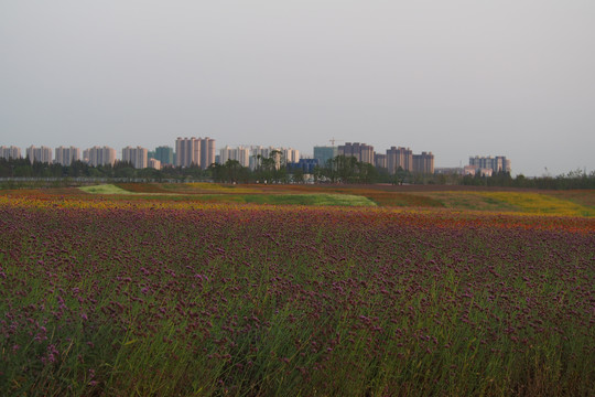 都市花海