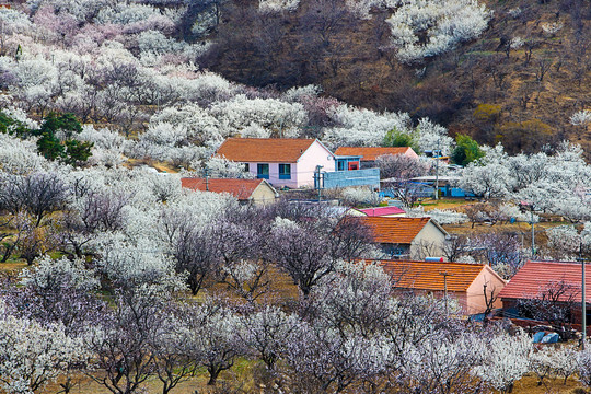 山谷樱花开