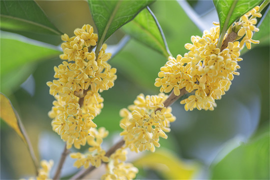 隐藏的桂花