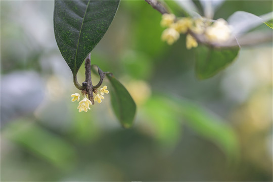 小桂花