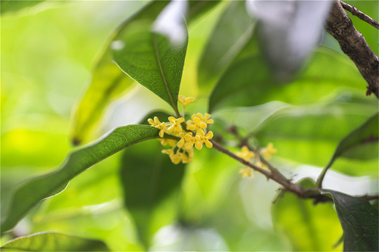 树影下的小桂花