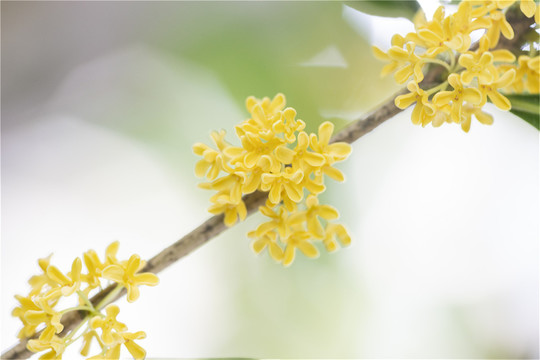 花枝串