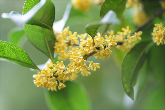 桂花串