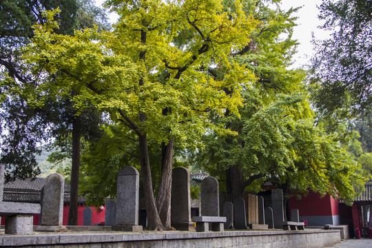 少林寺千年银杏树