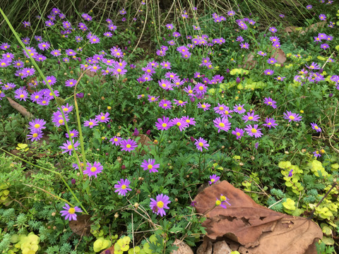 紫色菊花