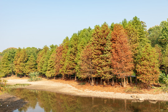 秋天河边水杉林