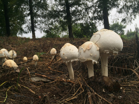 雨后的蘑菇