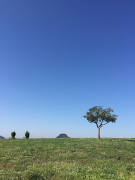 高山草原上的一棵树