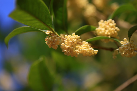 桂花