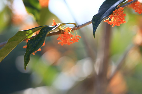 桂花