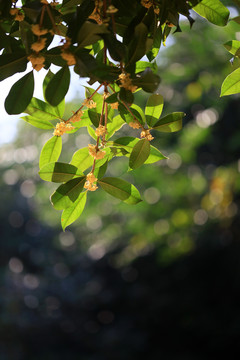 桂花