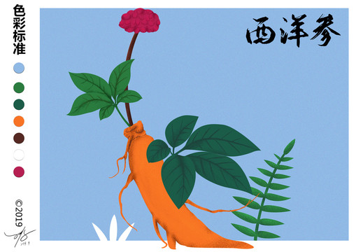 西洋參插畫