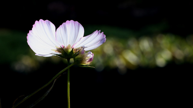 格桑花