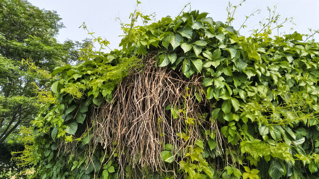 绿色植物