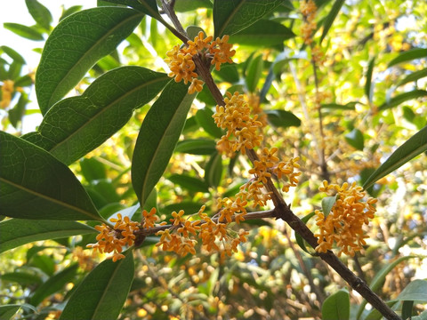 桂花开