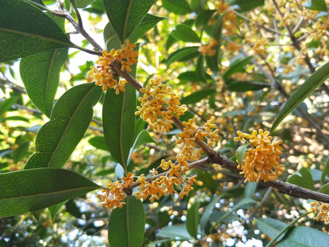 桂花开