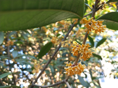 桂花开