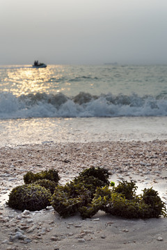 涠洲岛水草