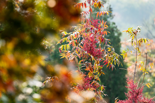 秋日山野里红红的黄连木叶子和果