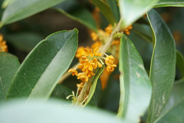桂花
