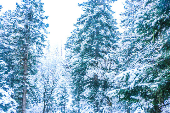 雪景