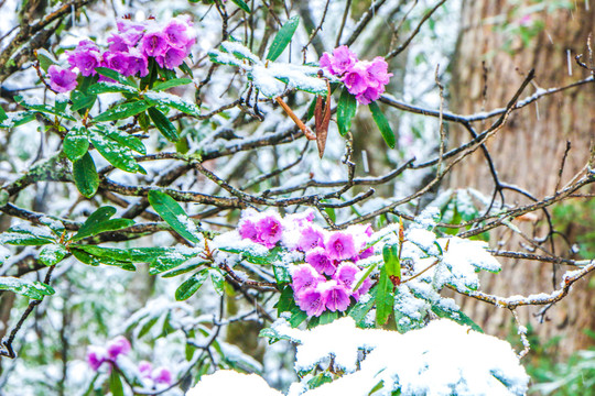 雪中的杜鹃花