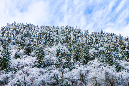 森林雪景