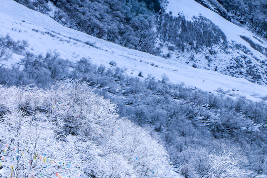 川西雪原雪景