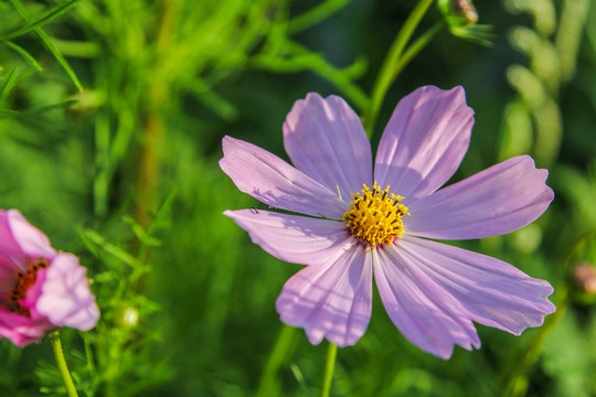 格桑花