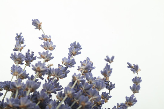 自然天然薰衣草干花花束特写照片