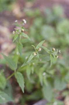 小白花