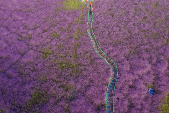 粉黛花田