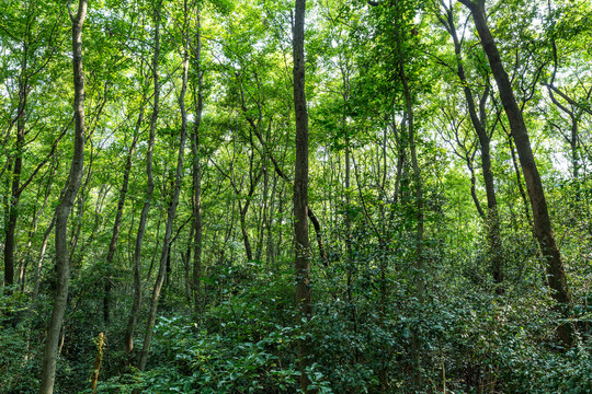 中山陵森林