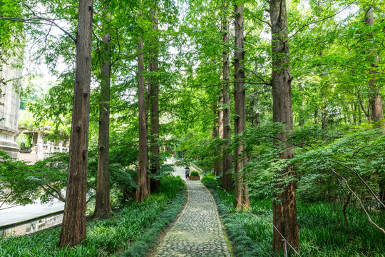 中山陵森林