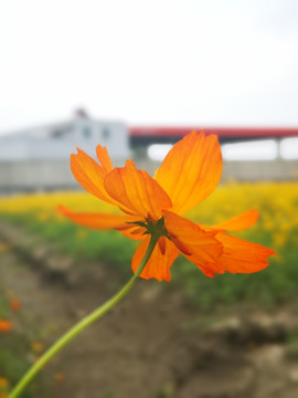 盛开的格桑花