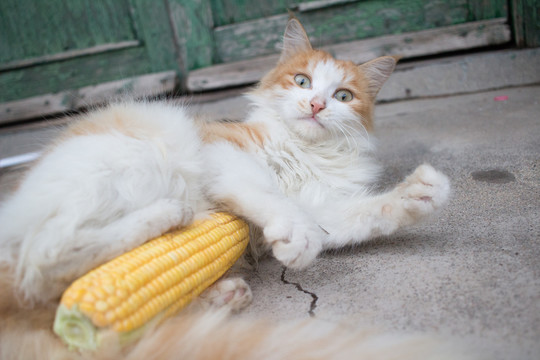 猫和玉米