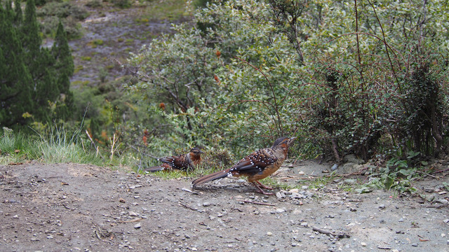 亚丁国家级自然保护区的鸟