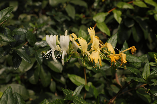 野金银花