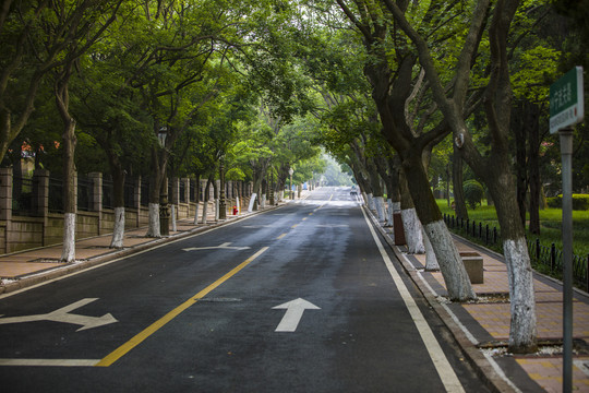 城市道路景观绿化