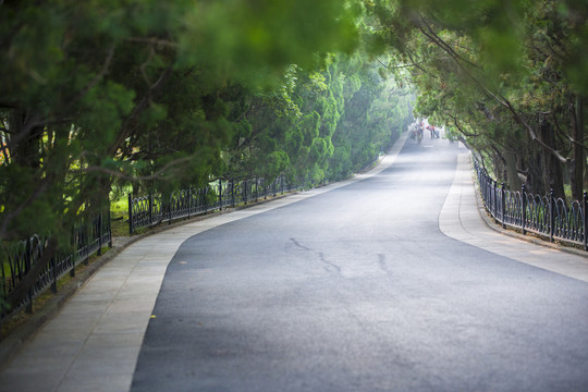 城市道路景观绿化