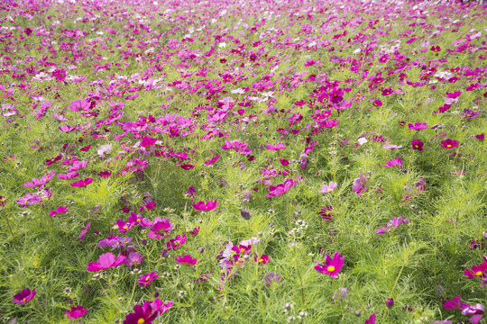 格桑花