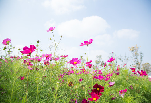 格桑花