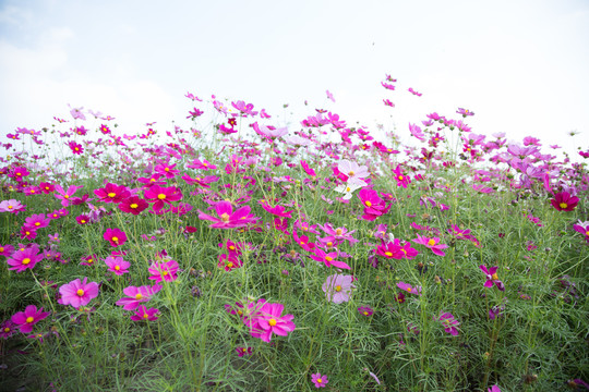 格桑花