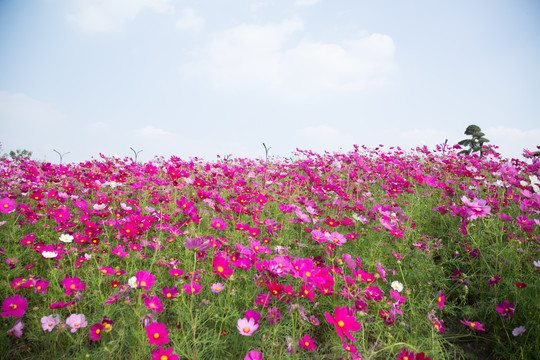 格桑花