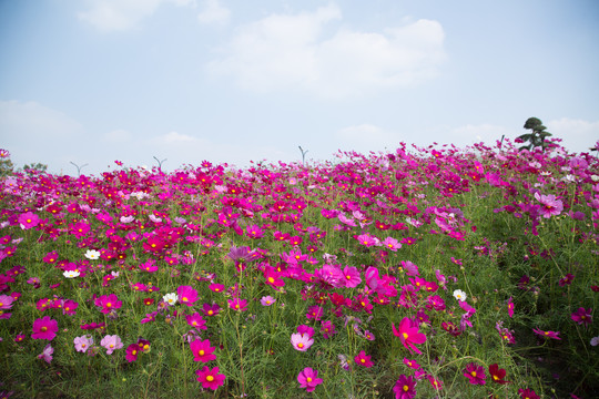 格桑花