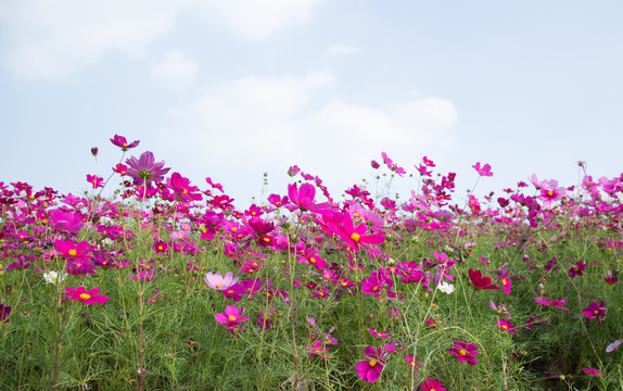 格桑花