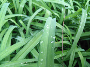 雨滴