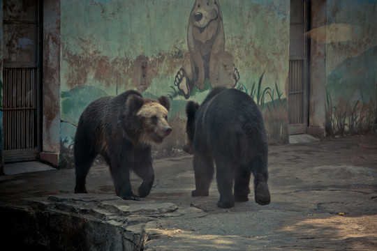 灰熊广州动物园认识动物2
