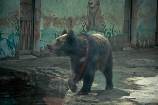 灰熊广州动物园认识动物3