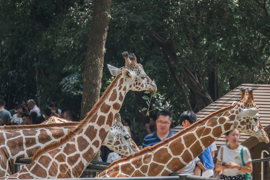 长颈鹿喂食广州动物园野生动3